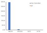 PBX1 Antibody in ChIP Assay (ChIP)