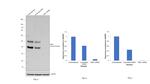 PBX1 Antibody