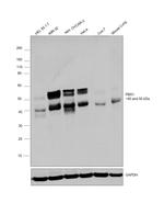 PBX1 Antibody in Western Blot (WB)