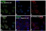 p47phox Antibody in Immunocytochemistry (ICC/IF)