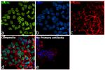 SIRT1 Antibody in Immunocytochemistry (ICC/IF)