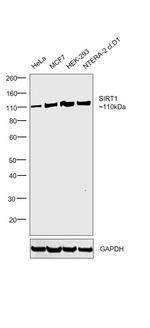 SIRT1 Antibody in Western Blot (WB)