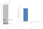 alpha Synuclein Antibody