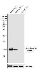 alpha Synuclein Antibody in Western Blot (WB)