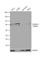 DYRK1A Antibody in Western Blot (WB)