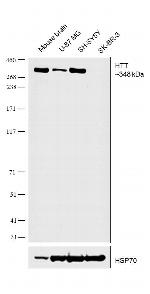 Huntingtin Antibody in Western Blot (WB)