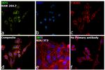 IRF5 Antibody in Immunocytochemistry (ICC/IF)