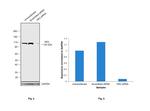 HK2 Antibody in Western Blot (WB)