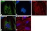 eIF4A1 Antibody in Immunocytochemistry (ICC/IF)