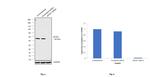 eIF4A1 Antibody in Western Blot (WB)