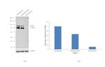 ITGB5 Antibody in Western Blot (WB)