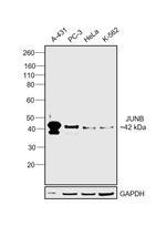 JunB Antibody in Western Blot (WB)