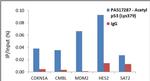 Acetyl-p53 (Lys379) Antibody in ChIP Assay (ChIP)