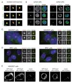 Arp3 Antibody in Immunocytochemistry (ICC/IF)