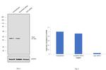 Arp3 Antibody