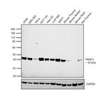 PRMT1 Antibody