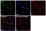 Arp2 Antibody in Immunocytochemistry (ICC/IF)