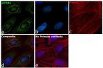 eIF4A1 Antibody in Immunocytochemistry (ICC/IF)