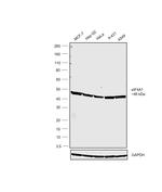 eIF4A1 Antibody in Western Blot (WB)