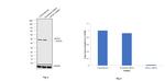 eIF4A1 Antibody in Western Blot (WB)