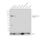 GluR2/GluR3/GluR4 Antibody in Western Blot (WB)