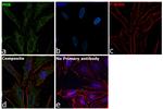 Prohibitin Antibody in Immunocytochemistry (ICC/IF)