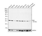 Prohibitin Antibody in Western Blot (WB)