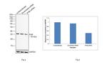 Prohibitin Antibody in Western Blot (WB)