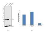 ENDOG Antibody in Western Blot (WB)