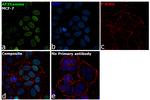 AP2 gamma Antibody in Immunocytochemistry (ICC/IF)