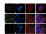 AP2 gamma Antibody