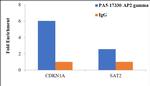 AP2 gamma Antibody in ChIP Assay (ChIP)