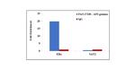 AP2 gamma Antibody in ChIP Assay (ChIP)