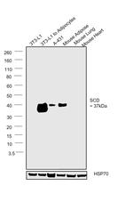 SCD Antibody in Western Blot (WB)