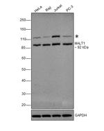 MALT1 Antibody in Western Blot (WB)