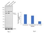 MALT1 Antibody in Western Blot (WB)