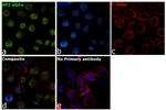 AP2 alpha Antibody in Immunocytochemistry (ICC/IF)