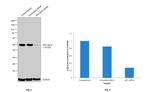 AP2 alpha Antibody in Western Blot (WB)