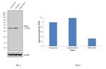 HSP40 Antibody in Western Blot (WB)