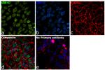 SIRT1 Antibody in Immunocytochemistry (ICC/IF)