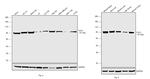 Cullin 3 Antibody