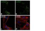 VE-cadherin Antibody