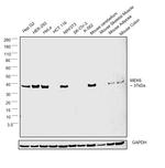 MEK6 Antibody