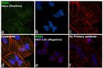 MEK6 Antibody in Immunocytochemistry (ICC/IF)