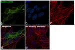 Doublecortin Antibody in Immunocytochemistry (ICC/IF)