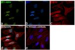 HP1 alpha Antibody in Immunocytochemistry (ICC/IF)