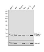 HP1 alpha Antibody in Western Blot (WB)