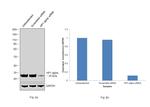 HP1 alpha Antibody in Western Blot (WB)