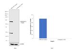 Calcineurin A Antibody in Western Blot (WB)