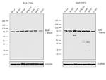 Ku80 Antibody